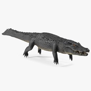 Black Caiman 3D model