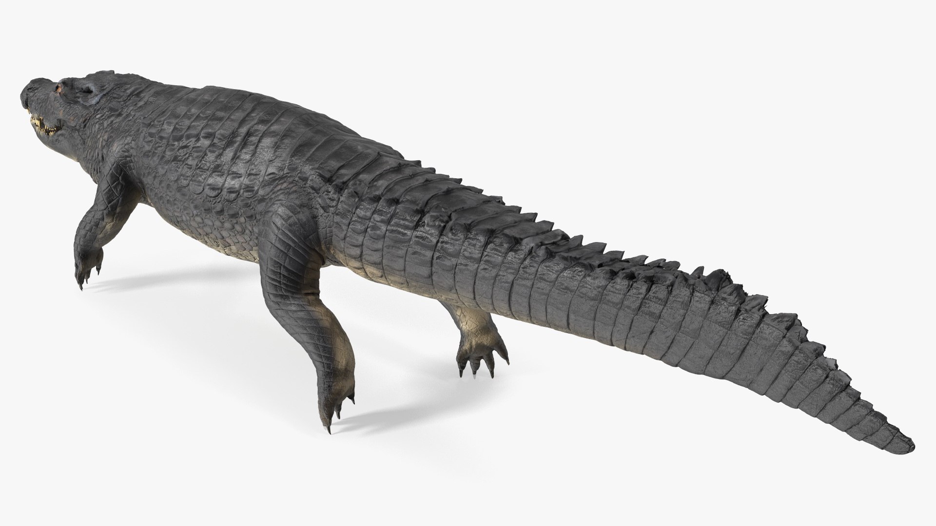 Black Caiman 3D model https://p.turbosquid.com/ts-thumb/Cp/mB5GhR/nB/blackcaiman3dsmodel010/jpg/1710367963/1920x1080/fit_q87/9afb064ce05228907006d33287b47c8ef7085ddd/blackcaiman3dsmodel010.jpg