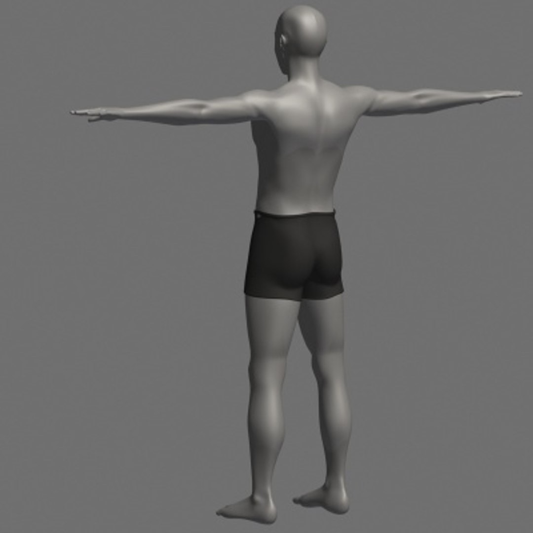 Male Anatomy 3d Model