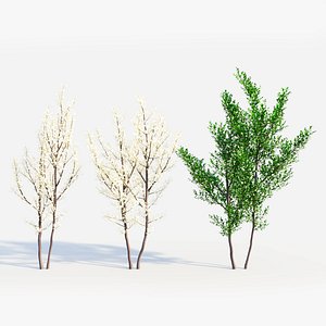 3D Prunus spinosa b model