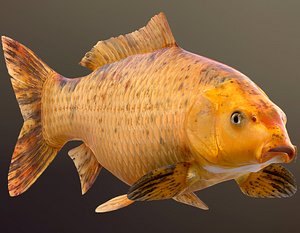 3D golden carp koi fish model