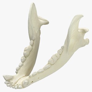 Domestic Dog Jaw 01