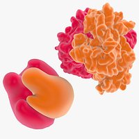 Ribosome