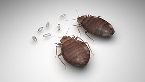 Bedbugs Set 3D model