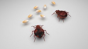 Bedbugs Set 3D model