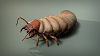 Insect Larva
