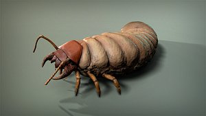Insect Larva