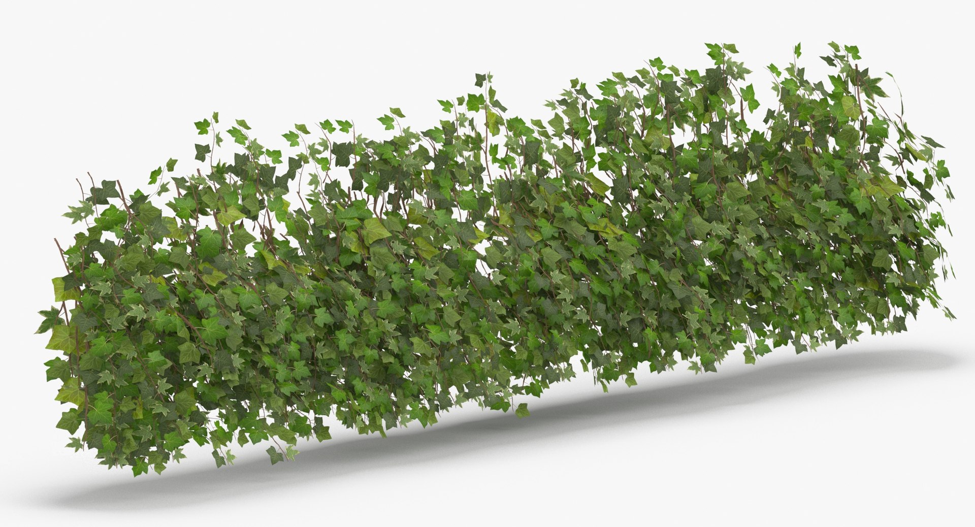 ivy patch 5x1 5m model https://p.turbosquid.com/ts-thumb/Cq/ZiimPm/QaxifCEW/ivy_patch_5x1_5_thumbnail_0005/jpg/1600261654/1920x1080/fit_q87/bc0851d62fa684ebf1fbc01bd99184885547399d/ivy_patch_5x1_5_thumbnail_0005.jpg