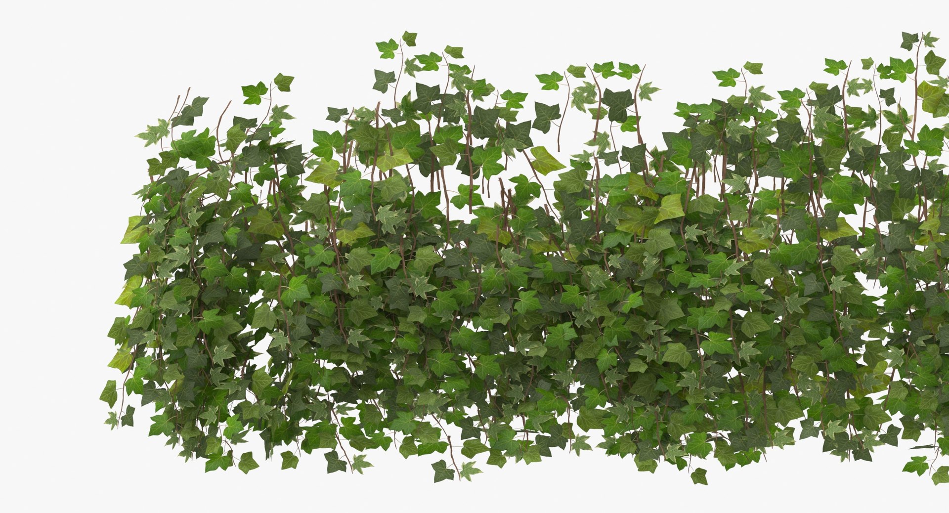 ivy patch 5x1 5m model https://p.turbosquid.com/ts-thumb/Cq/ZiimPm/YxNY79a1/ivy_patch_5x1_5_thumbnail_0008/jpg/1600261654/1920x1080/fit_q87/3f917369bd40b5710ec133a0ed7d069ddc26ef99/ivy_patch_5x1_5_thumbnail_0008.jpg