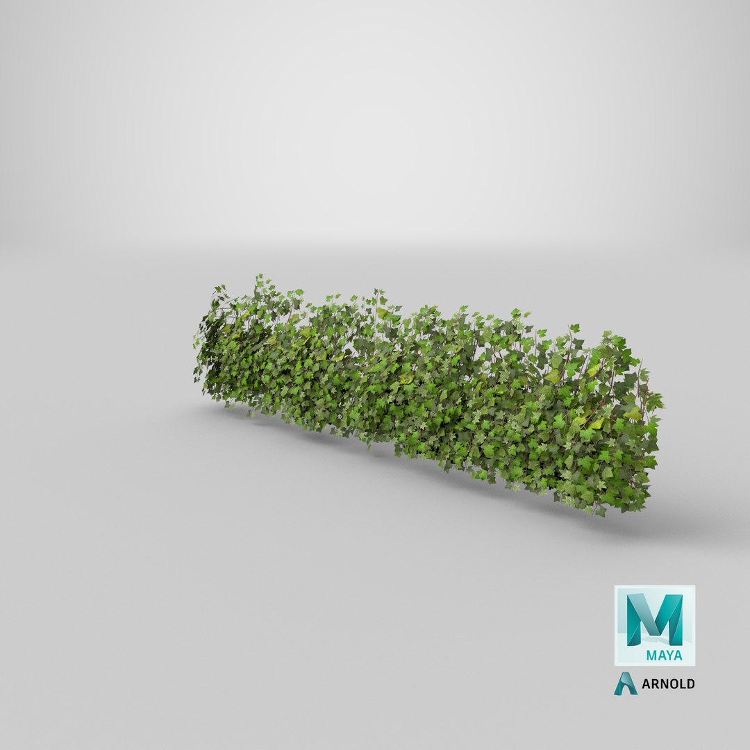 ivy patch 5x1 5m model https://p.turbosquid.com/ts-thumb/Cq/ZiimPm/Z9LQ1WYP/stemcell_maya_arnold_render/png/1603135719/1920x1080/fit_q87/91120d0df2355119d862f6b163880b4d7b3dec3b/stemcell_maya_arnold_render.jpg