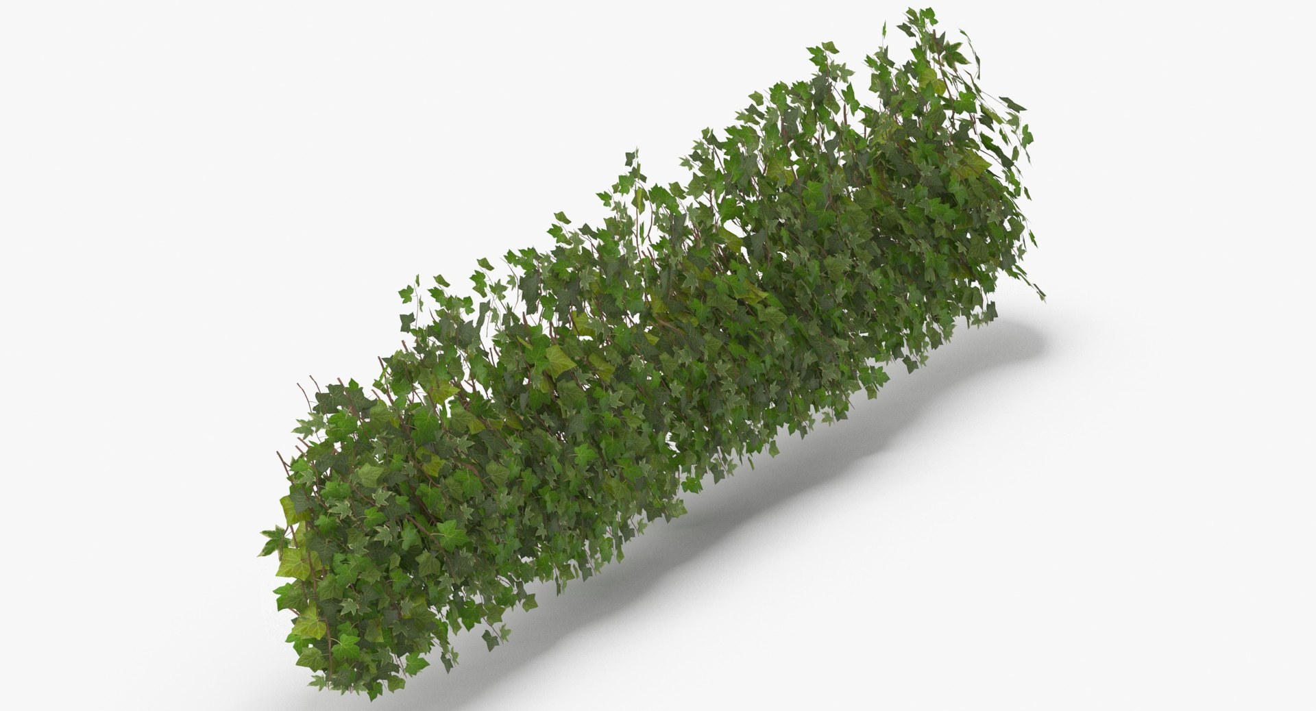 ivy patch 5x1 5m model https://p.turbosquid.com/ts-thumb/Cq/ZiimPm/kP8an8ea/ivy_patch_5x1_5_thumbnail_0002/jpg/1600261653/1920x1080/fit_q87/7e4c48424985a6abb4d12c391d6574286211da2b/ivy_patch_5x1_5_thumbnail_0002.jpg