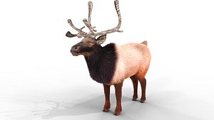 Fur Red Reindeer Bledner 3D model