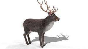 3D model Fur Gray stag Deer NO RIG