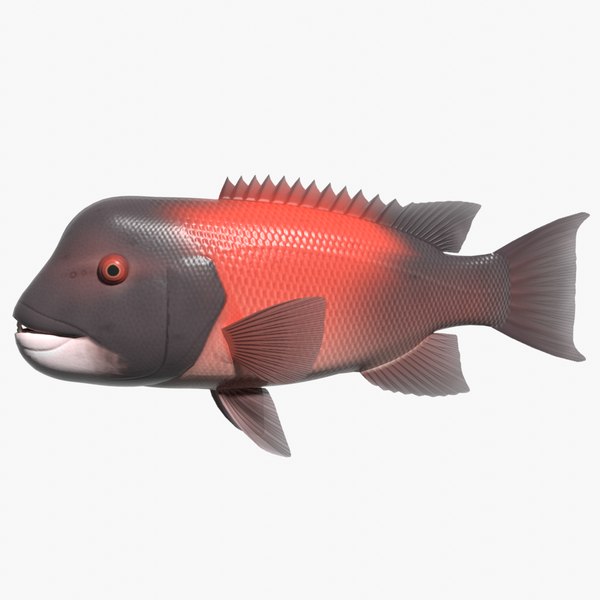 California sheephead