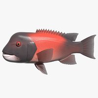 California sheephead