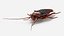 3D Cockroach model