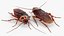 3D Cockroach model