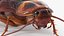 3D Cockroach model