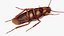 3D Cockroach model