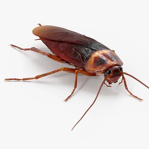 3D Cockroach model