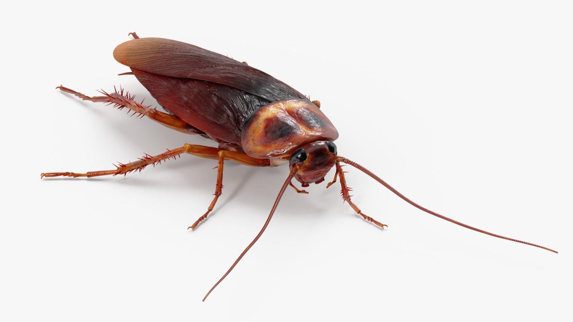 3D Cockroach model https://p.turbosquid.com/ts-thumb/Cq/rUOBjG/zg/cockroach_002/jpg/1744161289/1920x1080/fit_q87/371892b078fab94619abd9d9b6826e3f45396c72/cockroach_002.jpg
