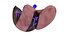 Human liver