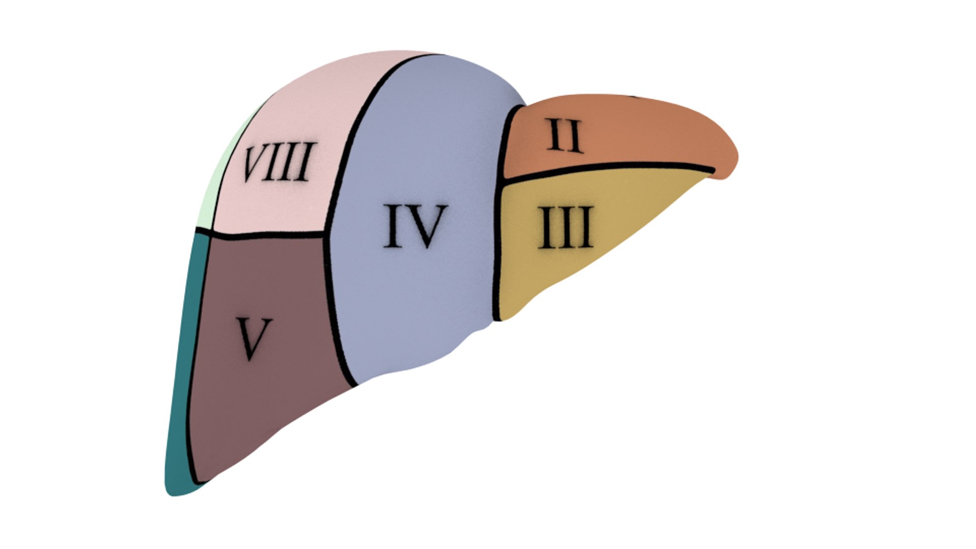 3d human liver https://p.turbosquid.com/ts-thumb/Cq/uTgh3S/3xMo1ppK/front_segm/png/1452348039/1920x1080/fit_q87/1869357677796b30b3aaa688eee0384db0ba7020/front_segm.jpg
