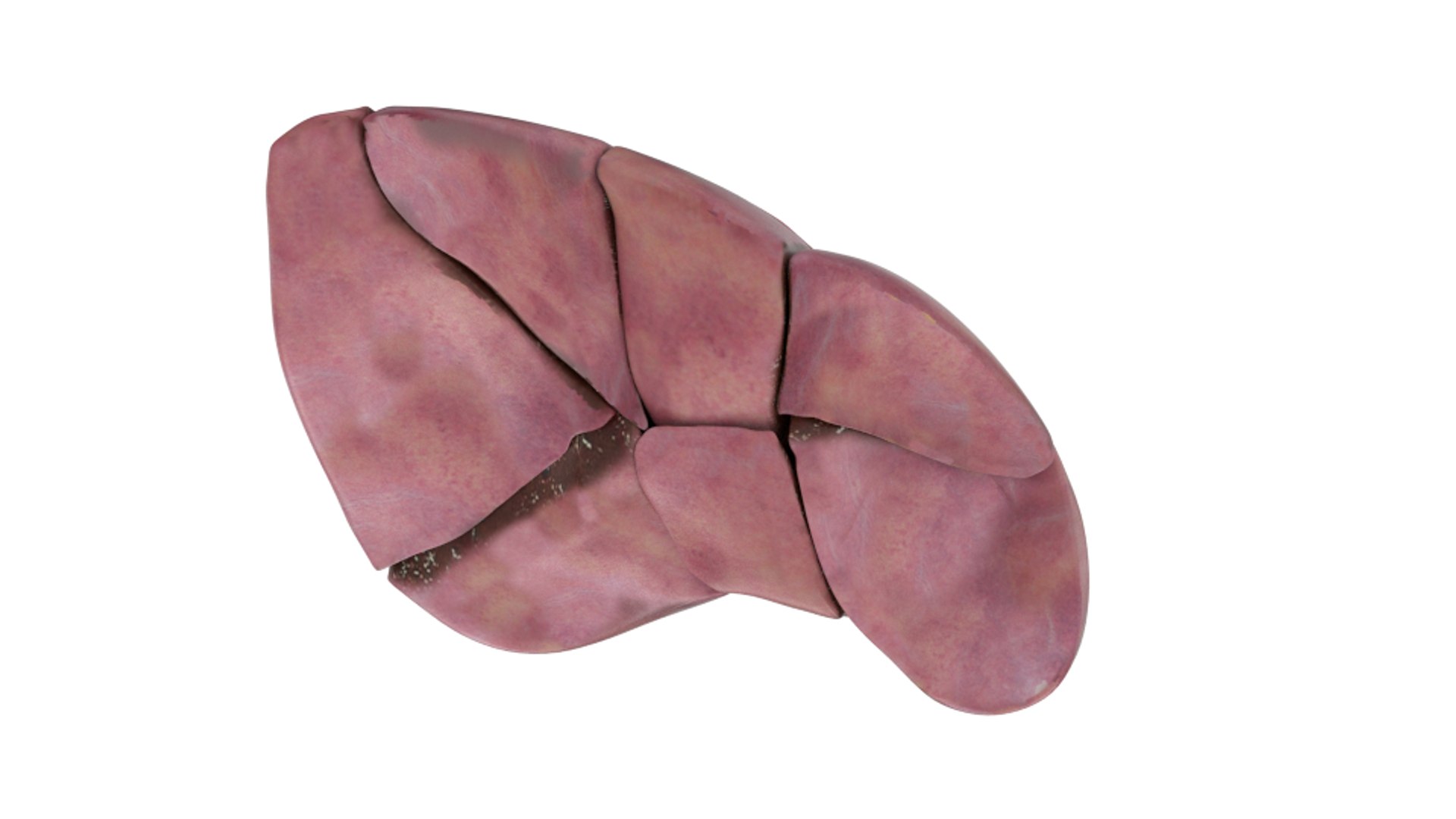 3d human liver https://p.turbosquid.com/ts-thumb/Cq/uTgh3S/DRC4USvk/bottom_segm/png/1452348038/1920x1080/fit_q87/84f5cf4c0a1e8d83804081059333247163b0327f/bottom_segm.jpg