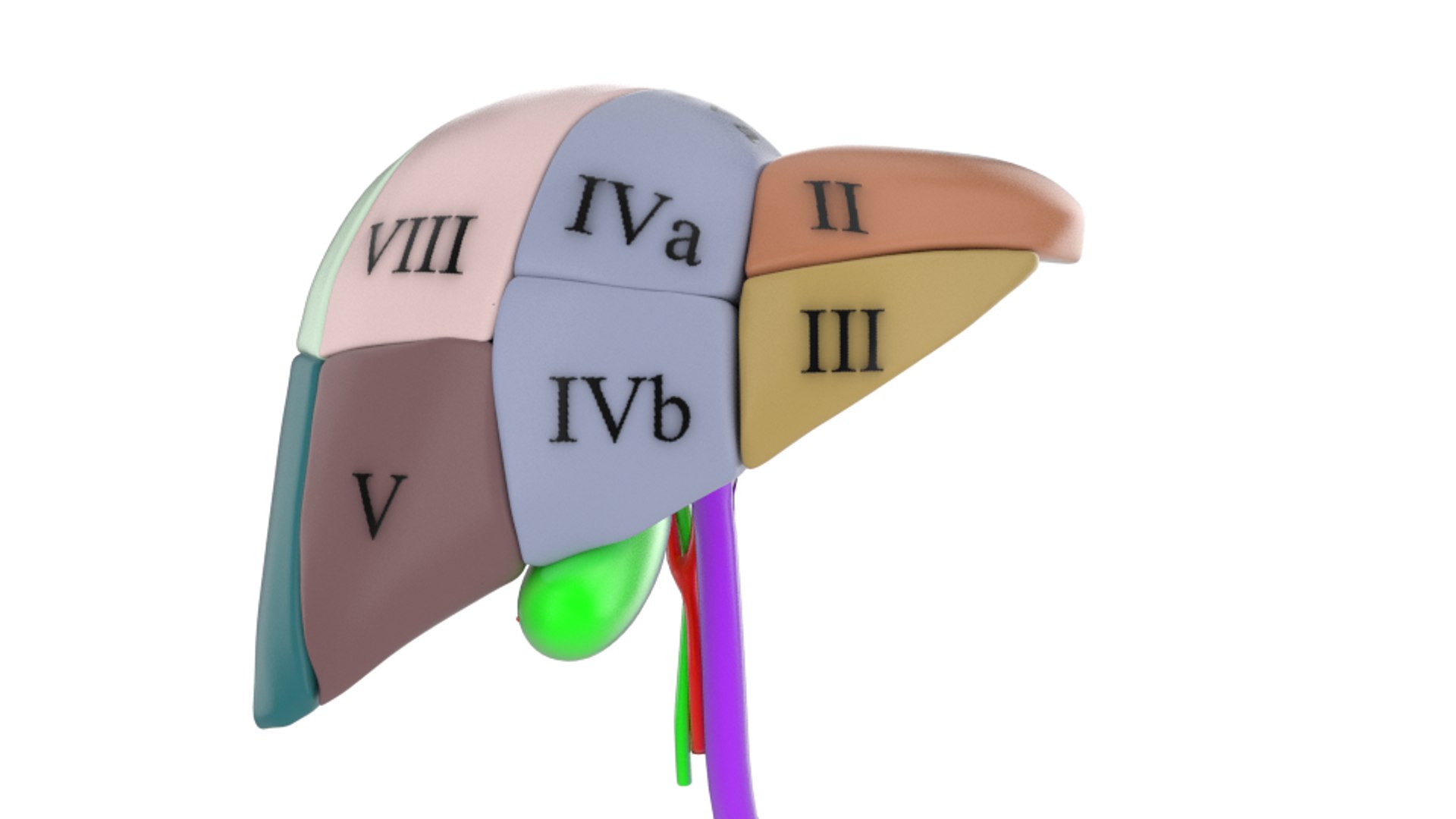 3d human liver https://p.turbosquid.com/ts-thumb/Cq/uTgh3S/J6HfH2AN/example_segm_sol_front_shr/png/1452348294/1920x1080/fit_q87/fb26cb2acad15ee2df67873f0379b707c0e30bea/example_segm_sol_front_shr.jpg