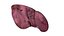 Human liver