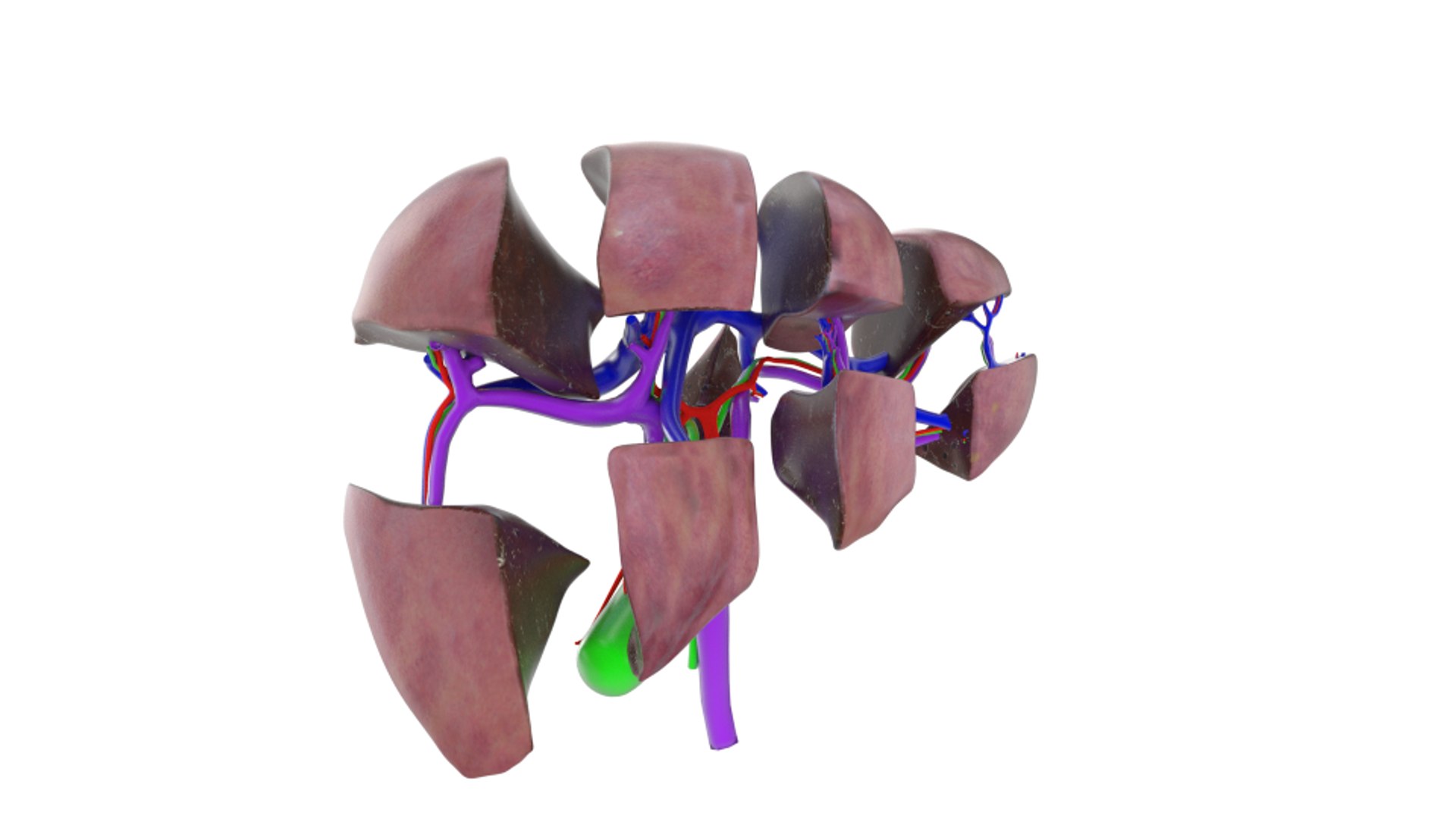 3d human liver https://p.turbosquid.com/ts-thumb/Cq/uTgh3S/Ox6J41lD/front_side_natural_apart_vessels/png/1452348294/1920x1080/fit_q87/2910cce3fe047c779e2d1cc7903cf2da4c56ac1e/front_side_natural_apart_vessels.jpg