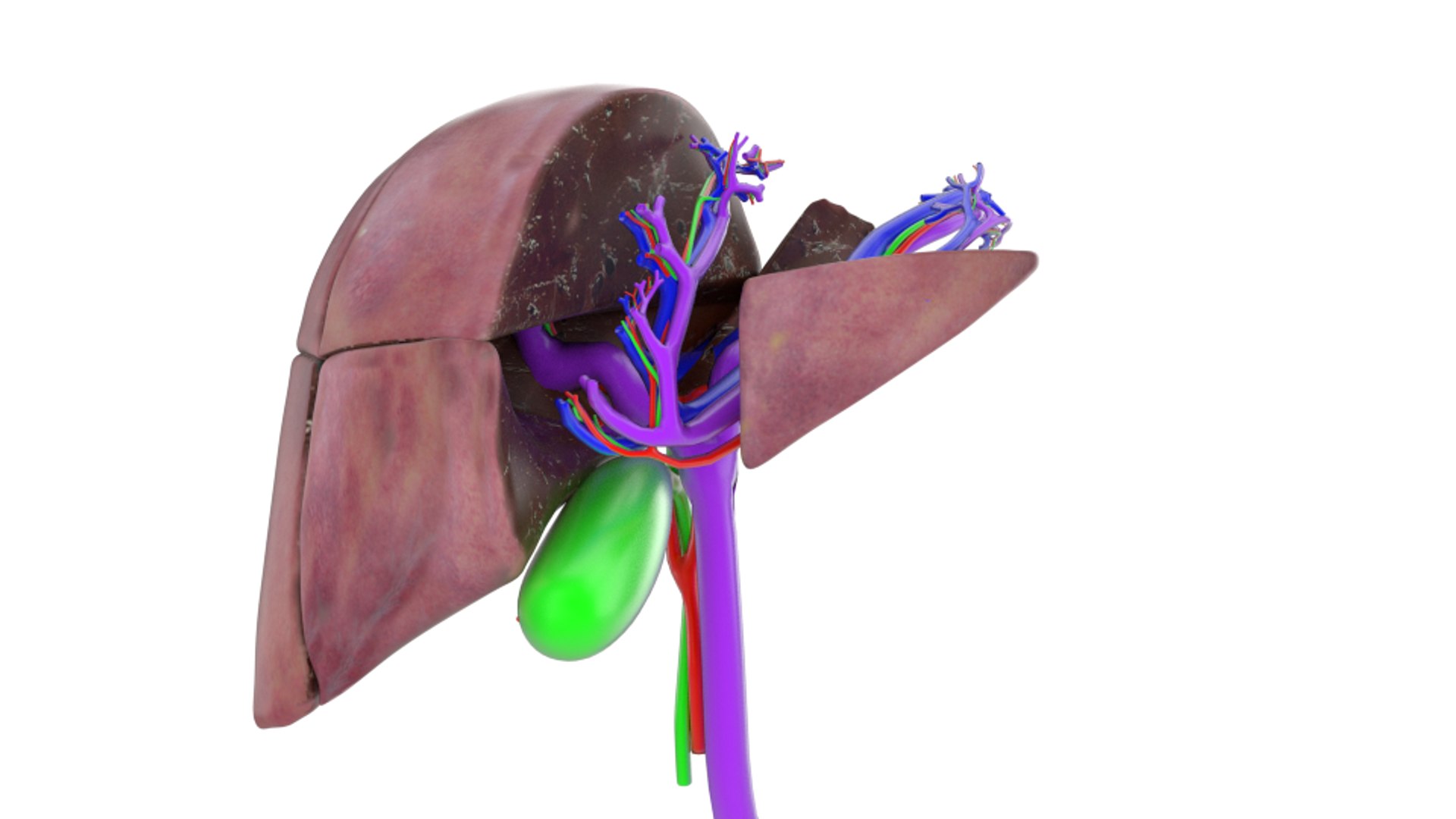 3d human liver https://p.turbosquid.com/ts-thumb/Cq/uTgh3S/VKtzmuqG/example_front_shr/png/1452348039/1920x1080/fit_q87/655854554f2a82efaf747be2311845273eeeb666/example_front_shr.jpg