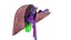 Human liver