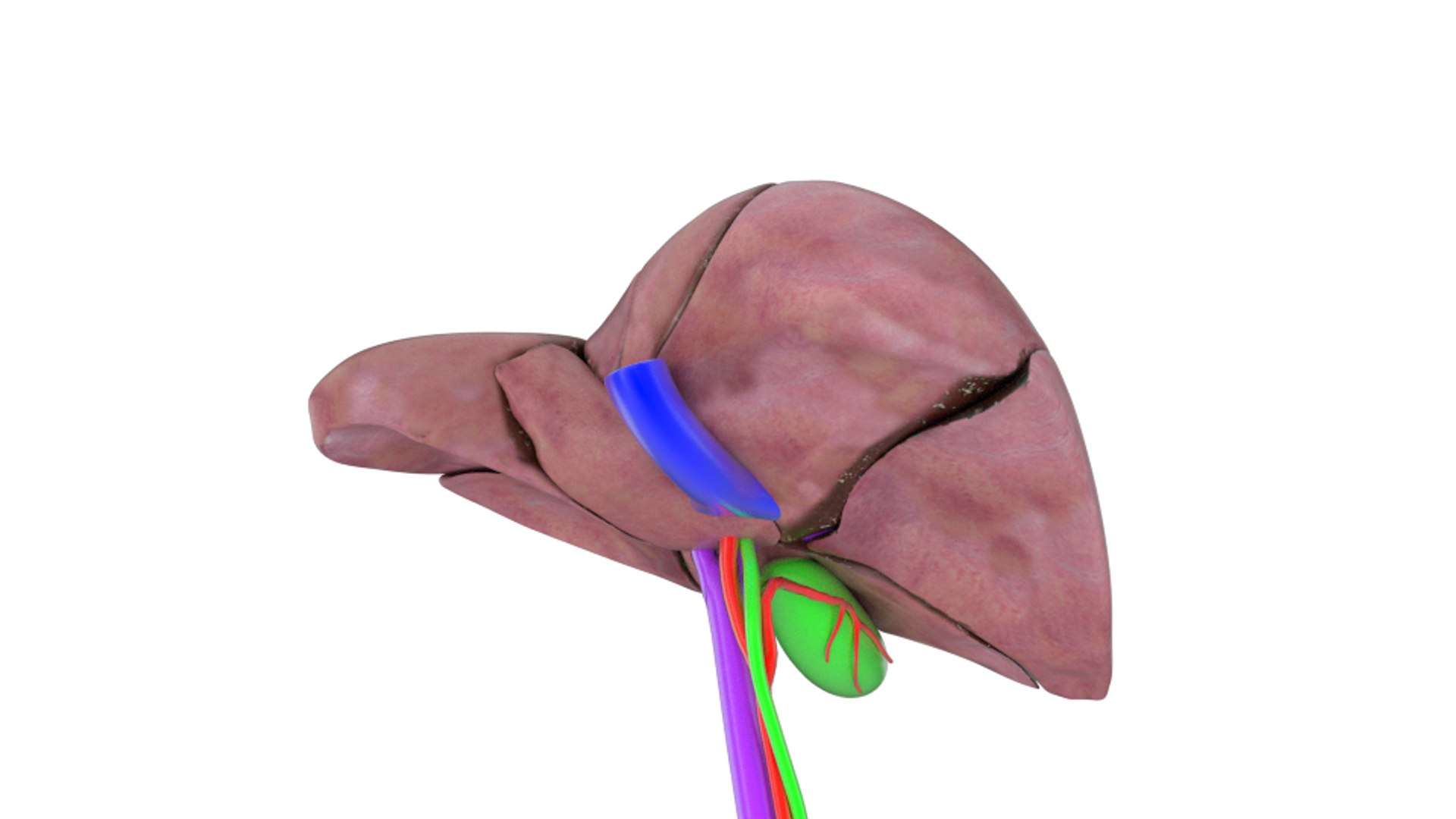 3d human liver https://p.turbosquid.com/ts-thumb/Cq/uTgh3S/ZJJka7NG/example1_segm_sol_bottom_shr/png/1452348039/1920x1080/fit_q87/004344b006e45afaa64064fda54f646a24467219/example1_segm_sol_bottom_shr.jpg