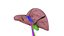 Human liver