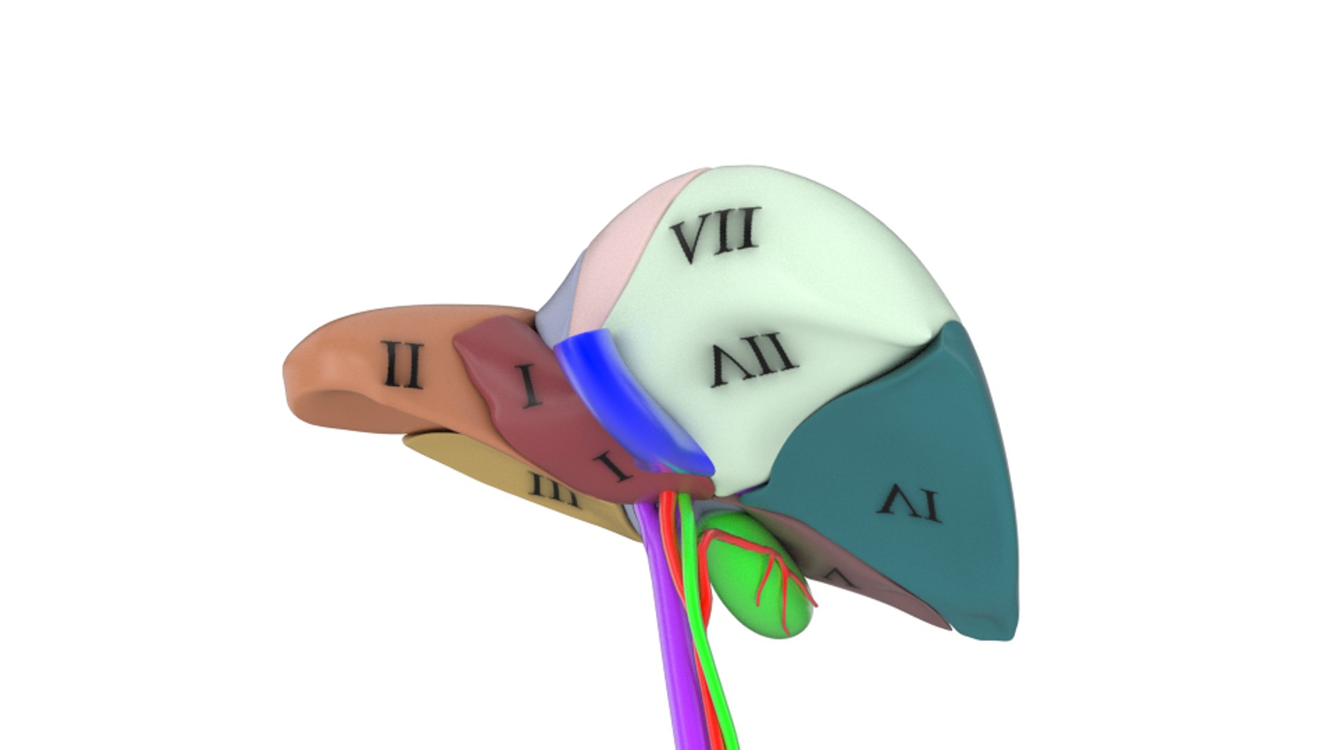 3d human liver https://p.turbosquid.com/ts-thumb/Cq/uTgh3S/cRS9xzxp/example_segm_sol_bottom_shr/png/1452348039/1920x1080/fit_q87/48169b422060f0284400c9858757a3357e91de8c/example_segm_sol_bottom_shr.jpg