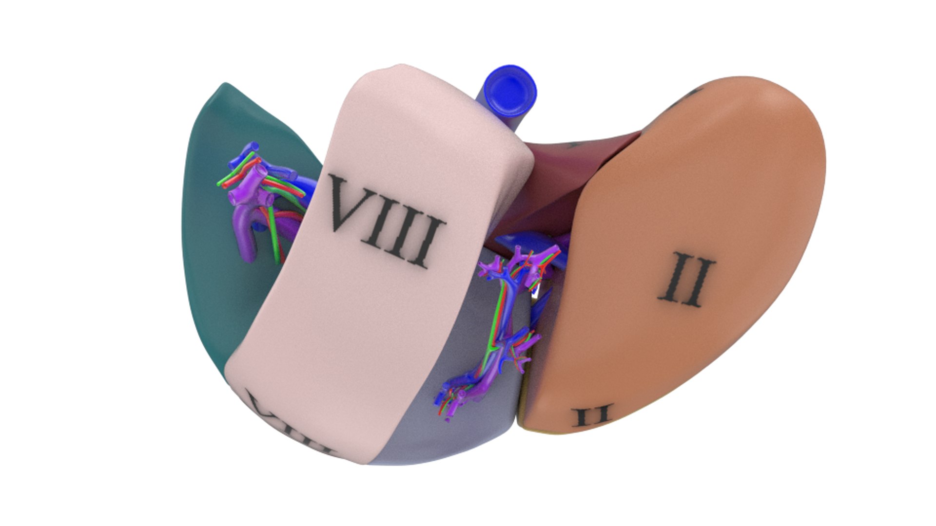 3d human liver https://p.turbosquid.com/ts-thumb/Cq/uTgh3S/e64qTgGp/example_segm_top_shr/png/1452348039/1920x1080/fit_q87/77a52693f3ac152ff00141cc56d103a8d762b708/example_segm_top_shr.jpg