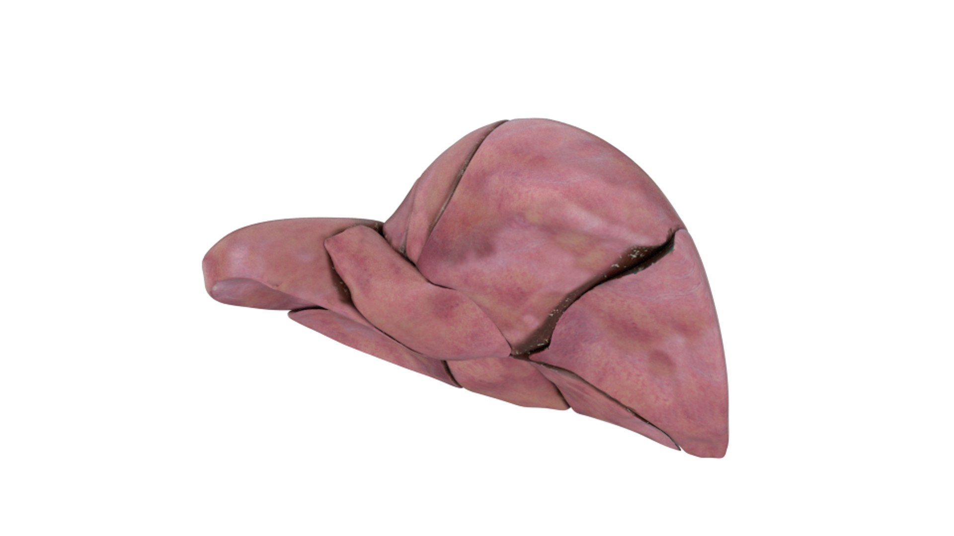 3d human liver https://p.turbosquid.com/ts-thumb/Cq/uTgh3S/flpRjRnZ/back_segm/png/1452348038/1920x1080/fit_q87/fd2d4262a68c19628264d11d35f2fedea34db90d/back_segm.jpg
