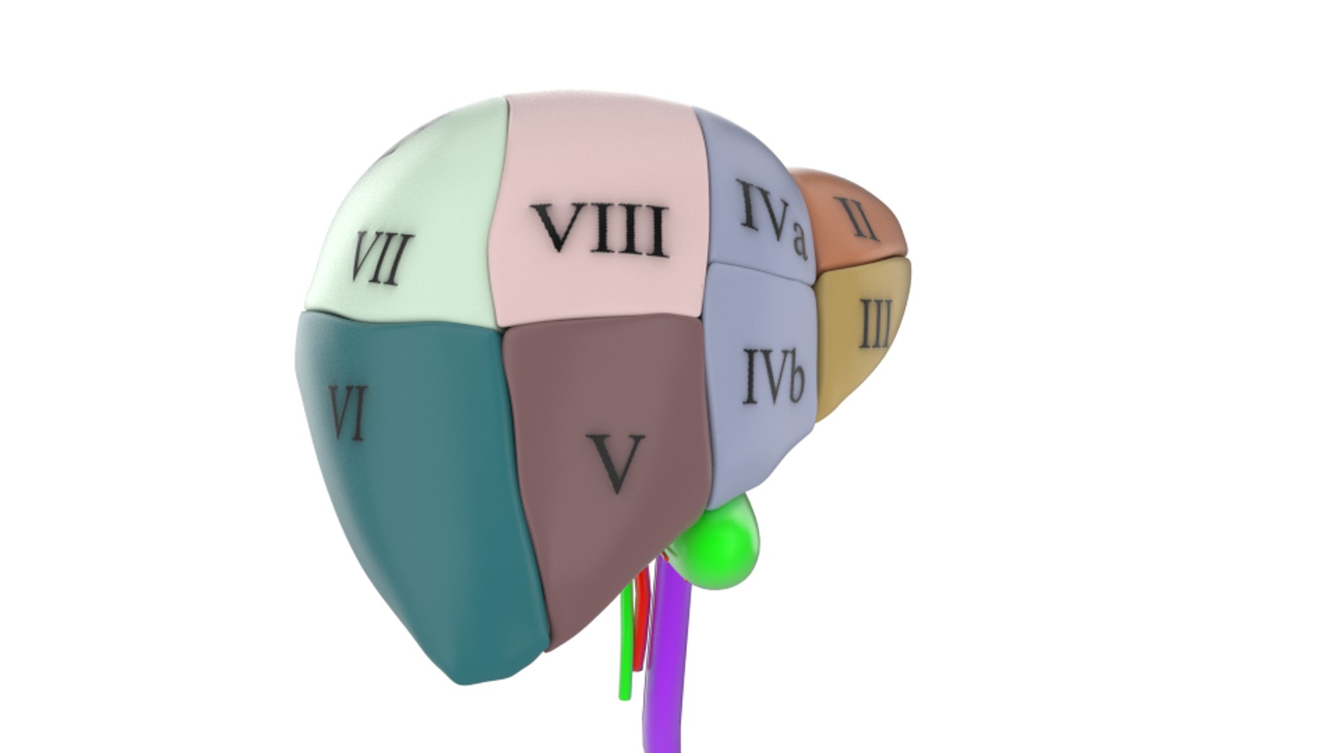 3d human liver https://p.turbosquid.com/ts-thumb/Cq/uTgh3S/hEEB8yvn/example_segm_sol_front_side_shr/png/1452348039/1920x1080/fit_q87/d8899485f5836f511f37b74ebea93e48037f94c4/example_segm_sol_front_side_shr.jpg