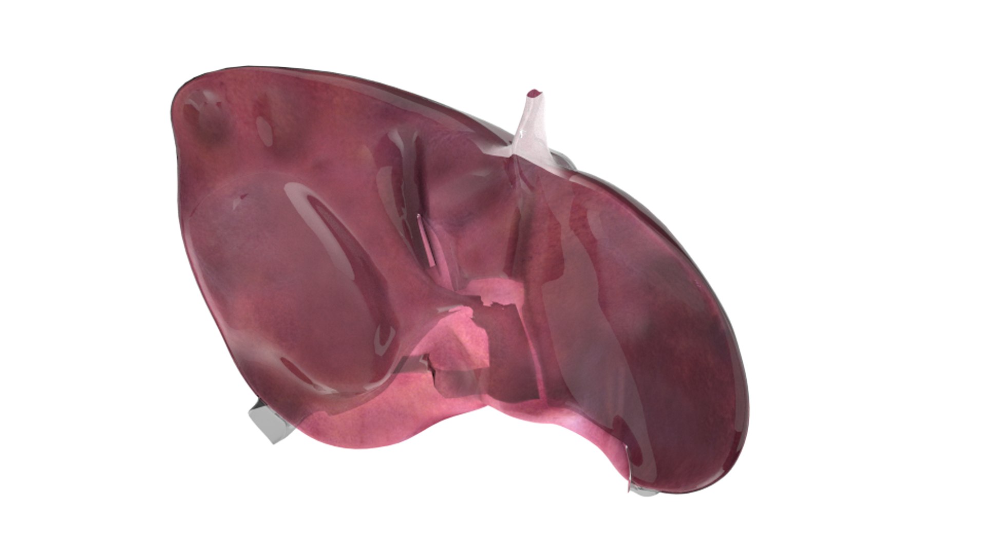 3d human liver https://p.turbosquid.com/ts-thumb/Cq/uTgh3S/jJYn7Yt8/bottom_perit/png/1452348038/1920x1080/fit_q87/bdb5daf3c33ba86a38035d580e9990edc5ec49de/bottom_perit.jpg