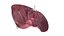 Human liver