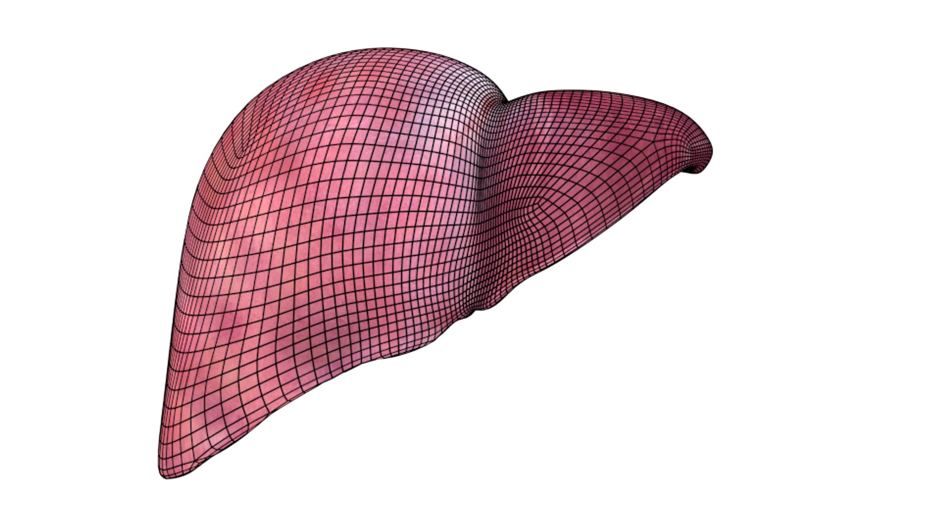 3d human liver https://p.turbosquid.com/ts-thumb/Cq/uTgh3S/lMJHLZiq/front_wire_x2/png/1452348295/1920x1080/fit_q87/55c2d83297745d12ab5cab38fa9cd6b8101404bd/front_wire_x2.jpg