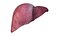 Human liver