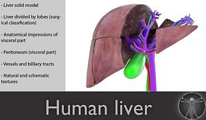 3d human liver