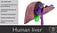 Human liver