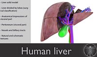 Human liver