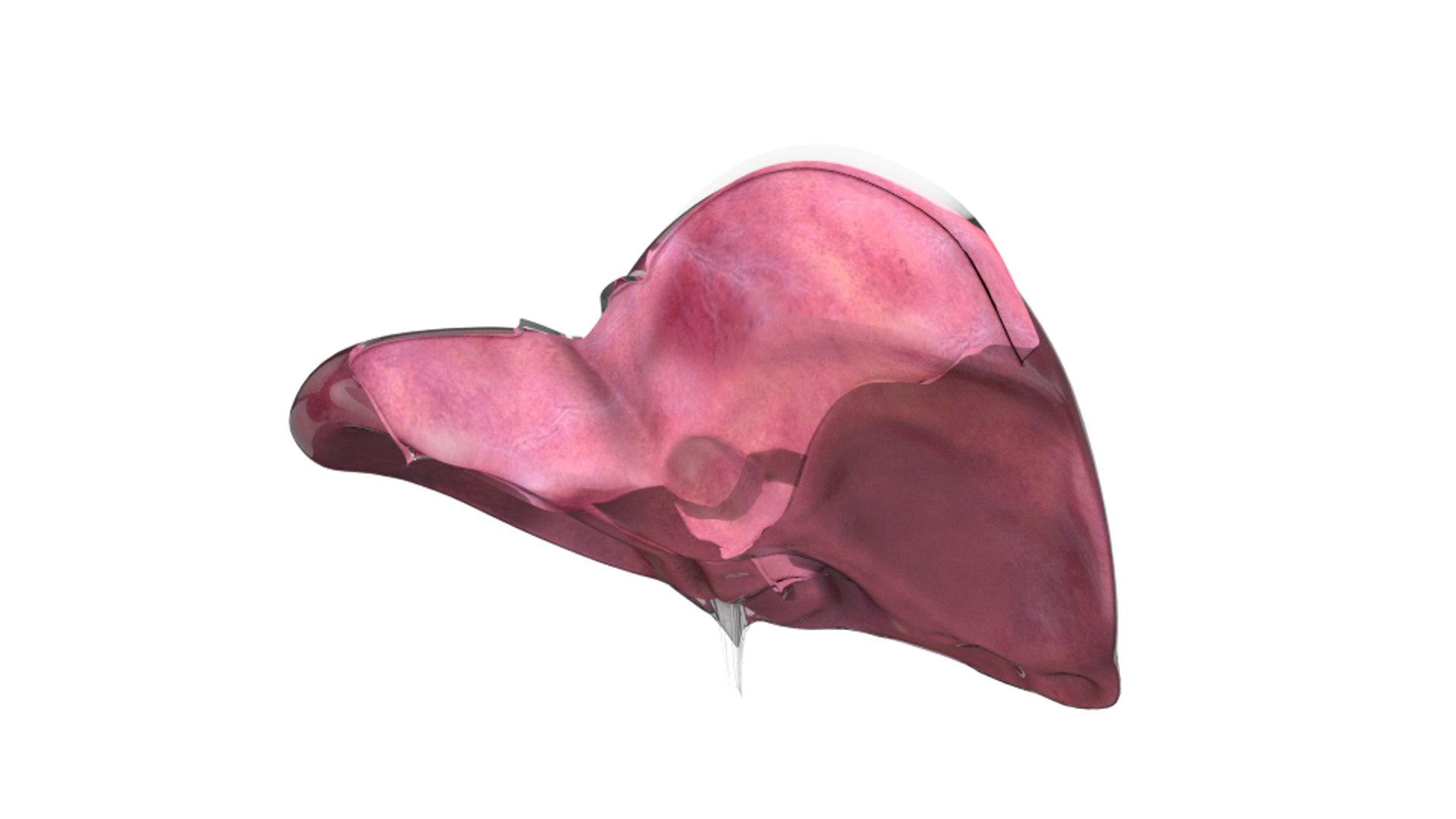 3d human liver https://p.turbosquid.com/ts-thumb/Cq/uTgh3S/o1gP20ut/back_perit/png/1452348038/1920x1080/fit_q87/c8fe5125108dfc6f9dce4e571bffa0c3bb9b2568/back_perit.jpg