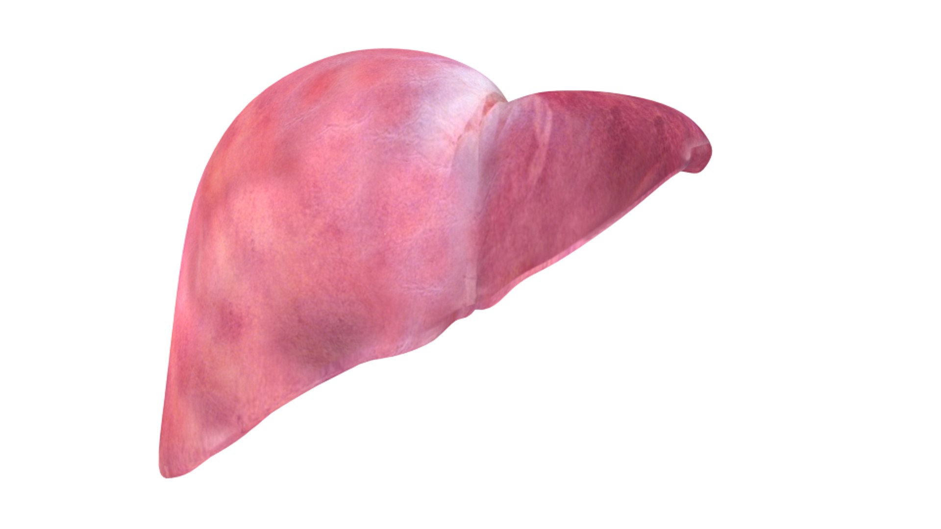 3d human liver https://p.turbosquid.com/ts-thumb/Cq/uTgh3S/onSHnnT1/front/png/1452348039/1920x1080/fit_q87/672c5746534be1ee4f5a43a1ee6803adf21a14a2/front.jpg