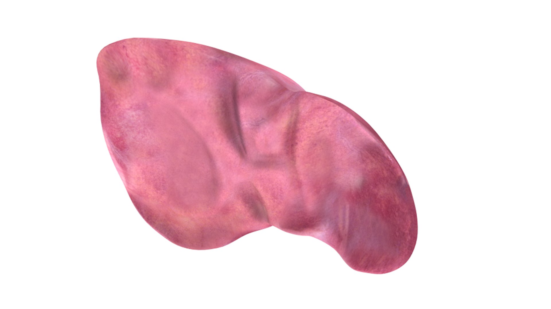 3d human liver https://p.turbosquid.com/ts-thumb/Cq/uTgh3S/ordUa5MM/bottom/png/1452348038/1920x1080/fit_q87/c022504697400ad1472d8a48715f1b9a3bb49312/bottom.jpg