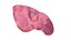 Human liver